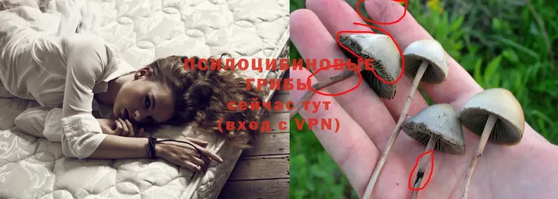 наркота  Мамоново  Псилоцибиновые грибы Psilocybe 